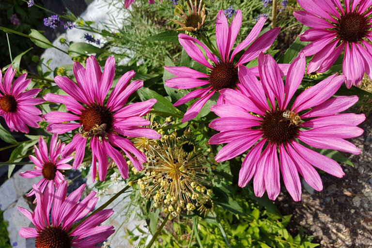 Pflanzplanung eines Staudenbeets mit Allium und Echinacea.